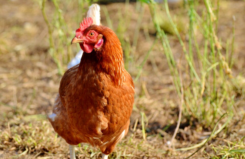 Free range livestock farm