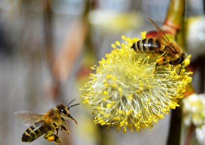 Pollen honey bee nature