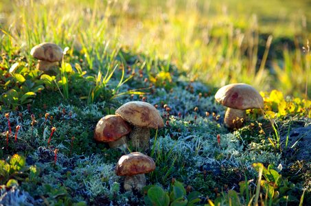 Nature edible mushrooms fall colors photo