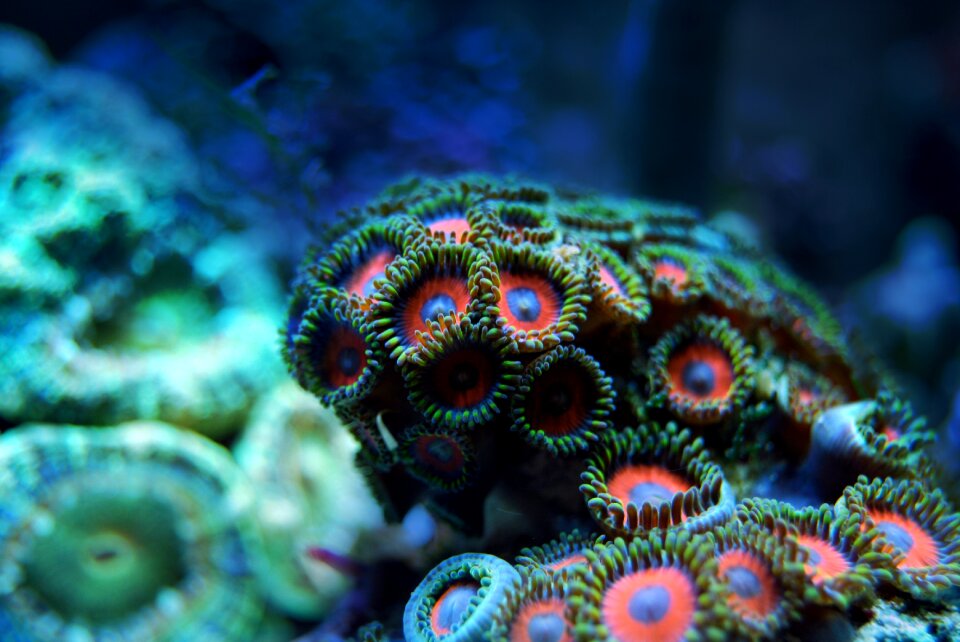 Underwater water marine