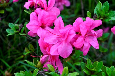 Blossom nature flower