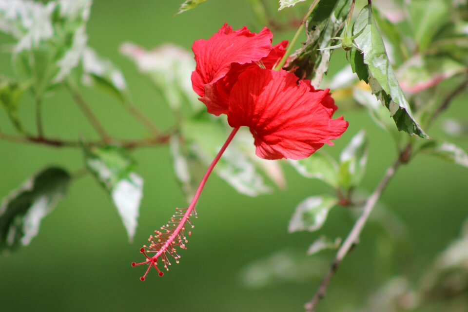 Leaf summer red