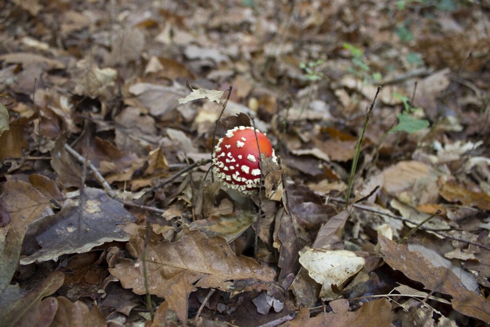Nature poisonous mushroom amanita