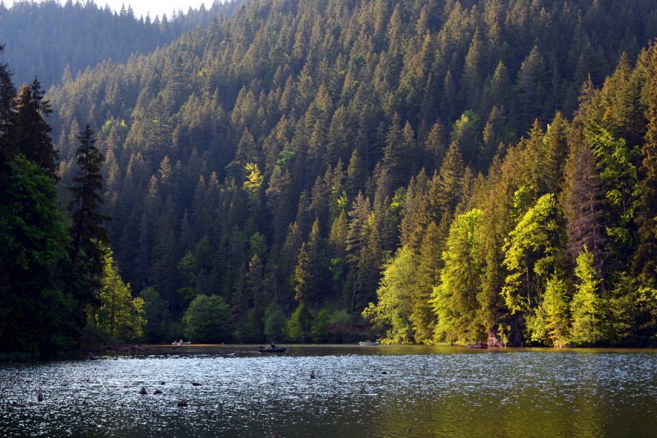 Landscape summer forest