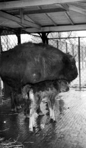 Wizentkalfje Aranda in Artis geboren, Aranda met haar moeder Arrophage, Bestanddeelnr 912-1186