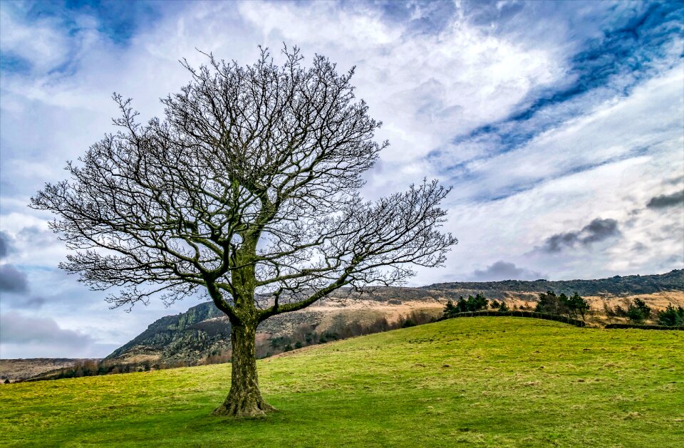 Landscape nature grass photo