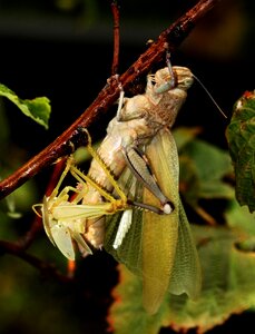 Wings big insect photo