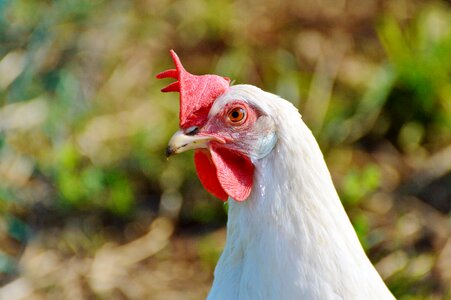 Free range livestock farm photo