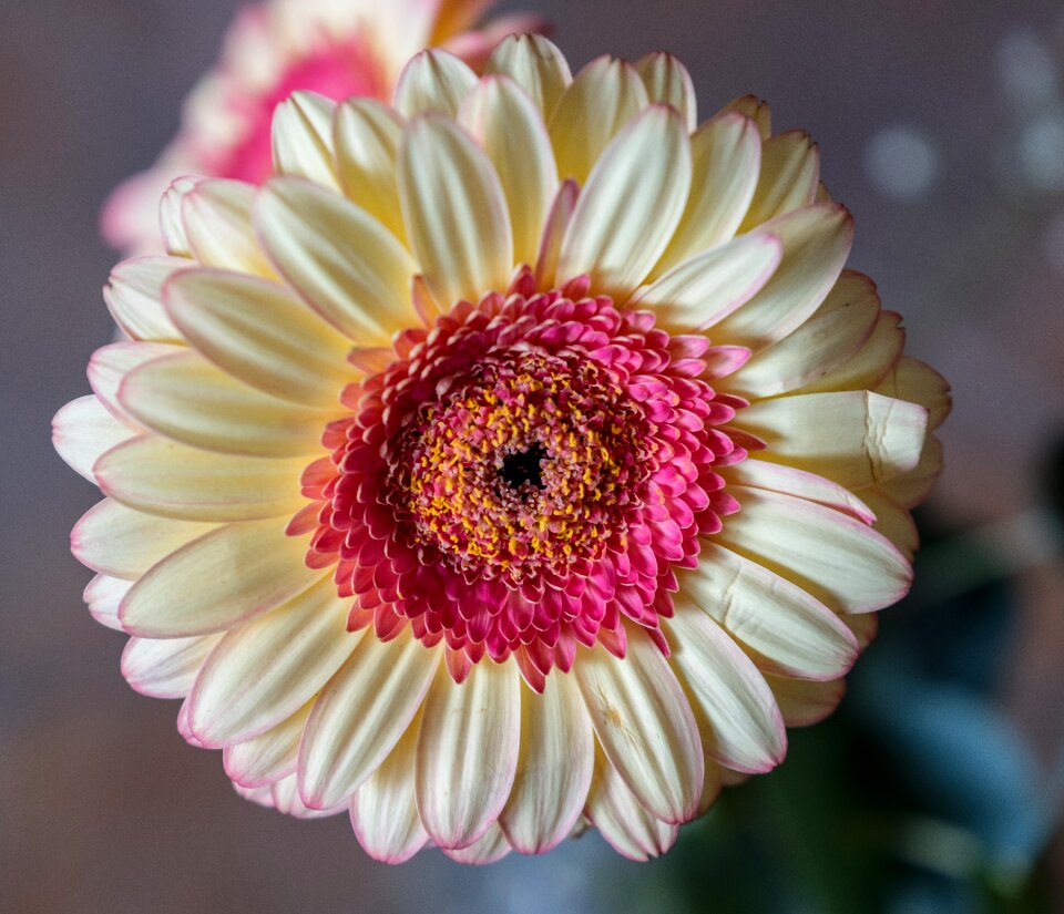 Nature floral ornament