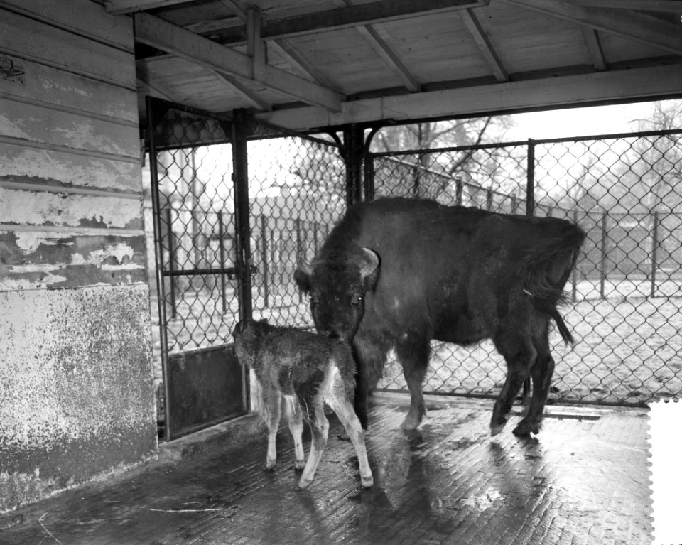 Wizentkalfje Aranda in Artis geboren, Bestanddeelnr 912-1185