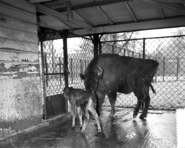 Wizentkalfje Aranda in Artis geboren, Bestanddeelnr 912-1185