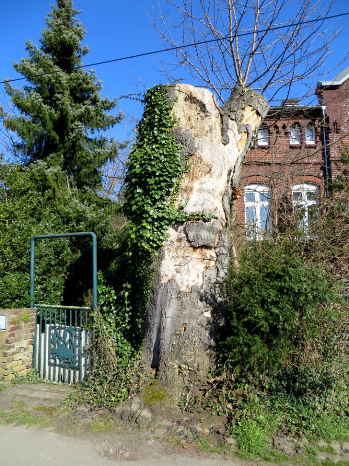 Witten-Heven Blutbuche
