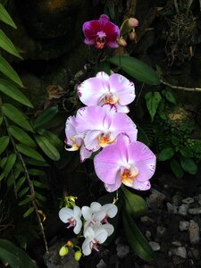Botanical hybrid orchid photo