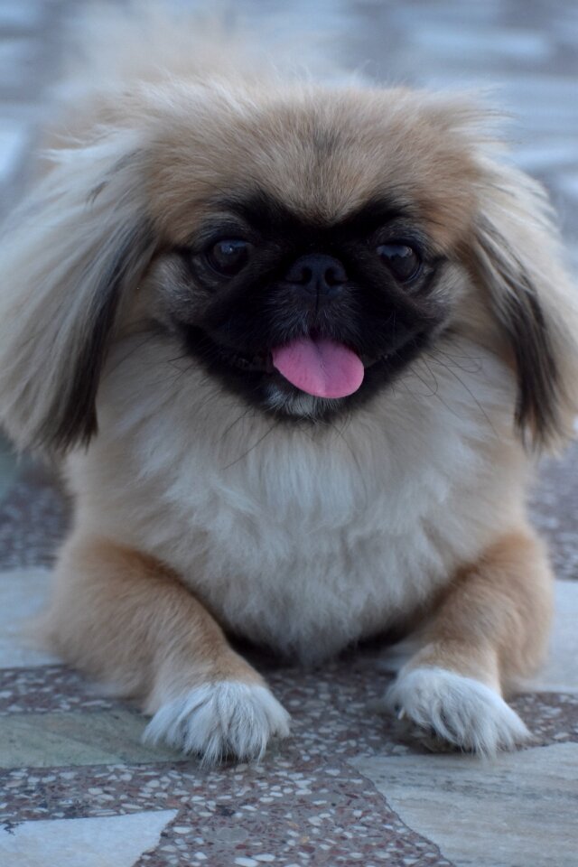 Female pup pekingese fluffy