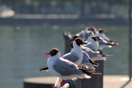 Bregenz gull water photo