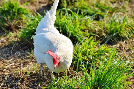 Free range livestock farm photo