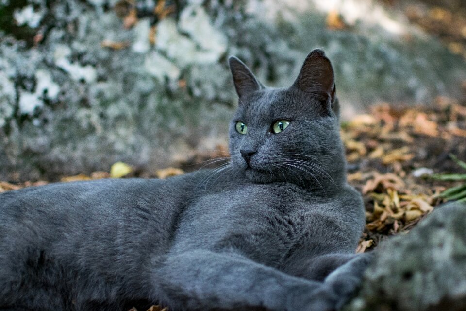 Outdoors wildlife cute