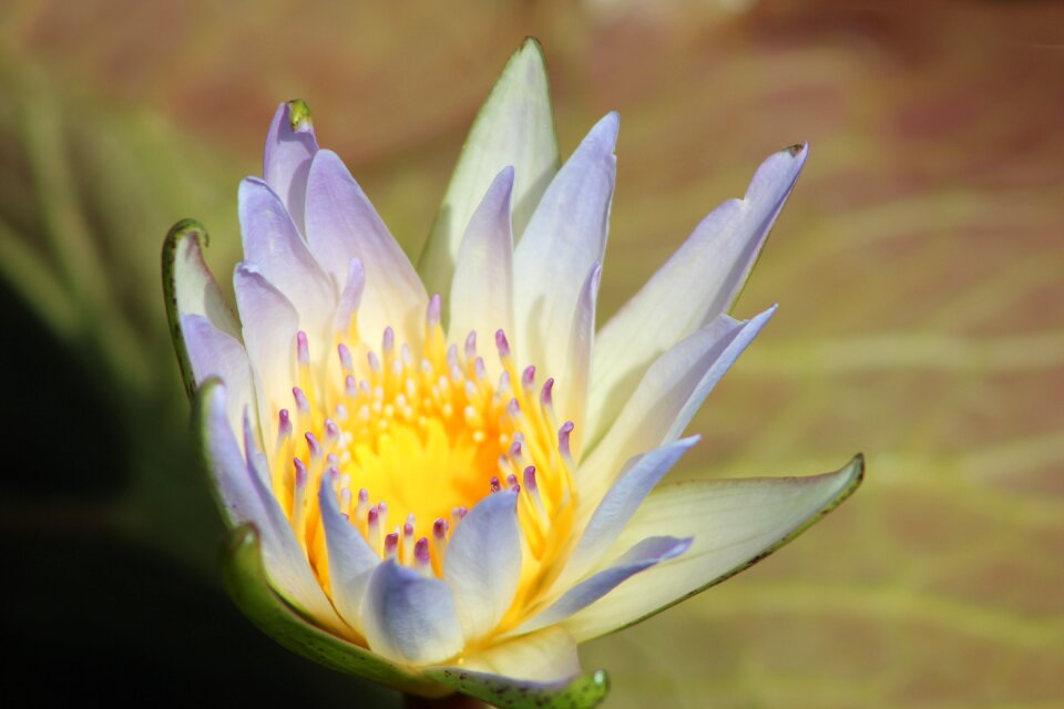 Blossom nature petal