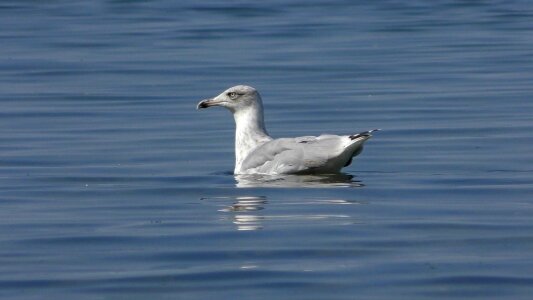 Bird water bird plumage photo