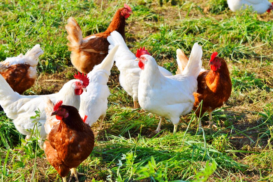 Free range livestock farm