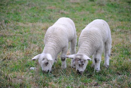 Twins lamb pasture photo
