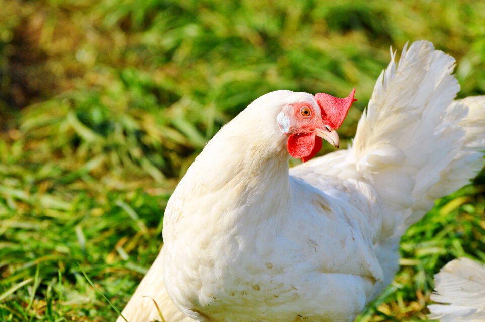 Free range livestock farm