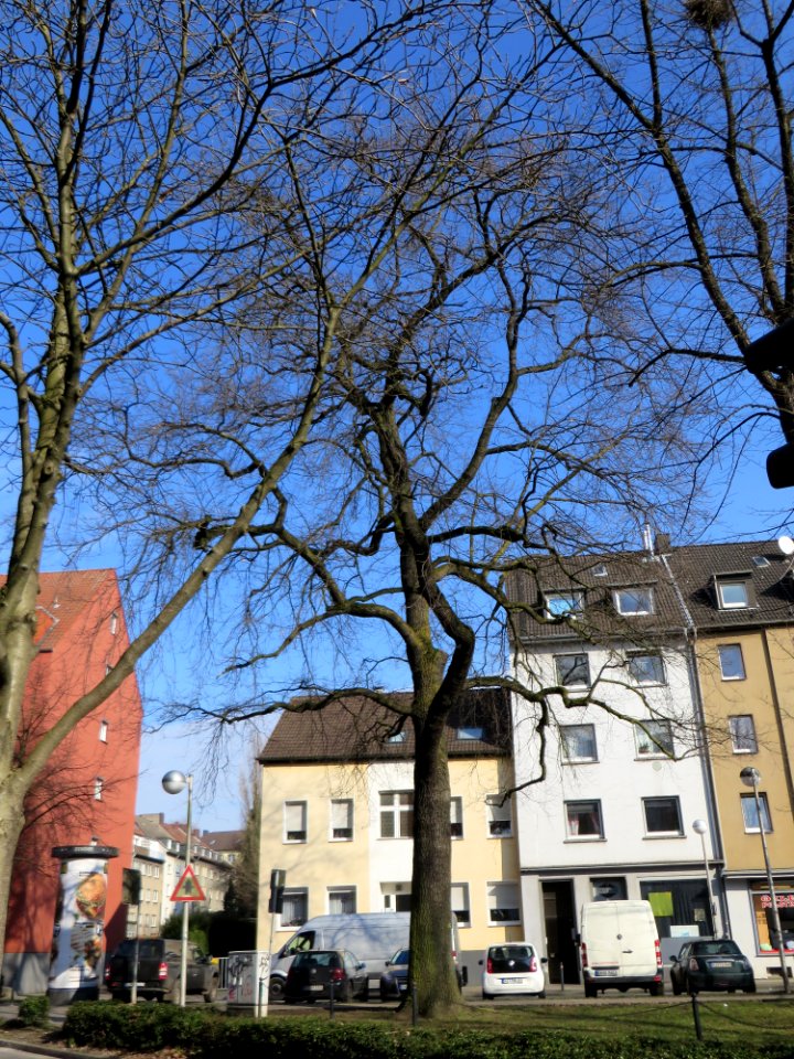 Witten Friedenseiche