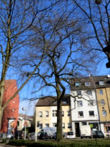 Witten Friedenseiche