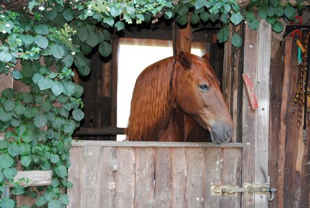 Nature brown horse animal world