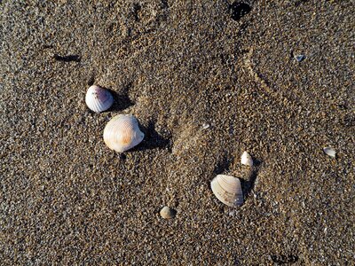 Mussel shells vacations shells photo