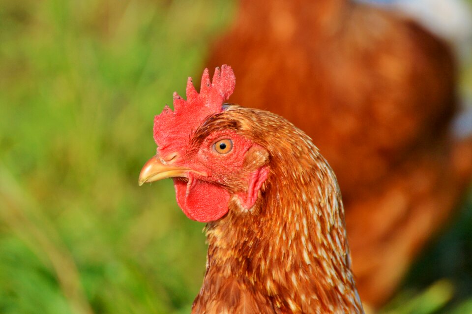 Free range livestock farm