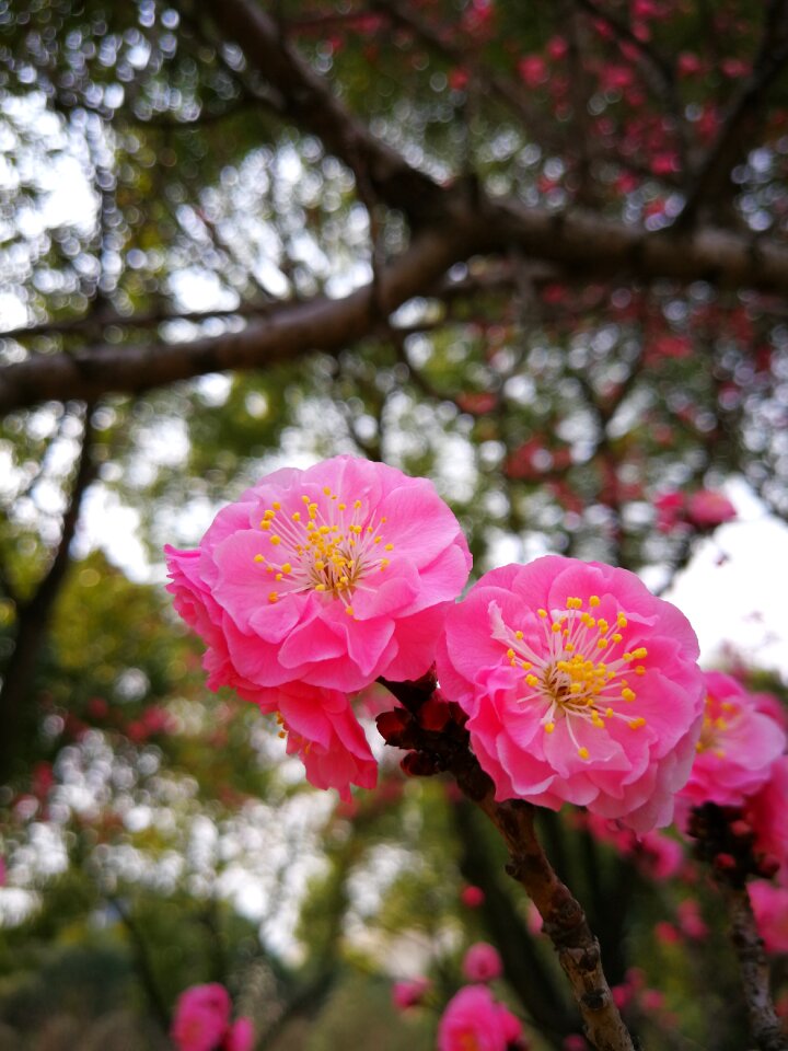 Nature tree plant