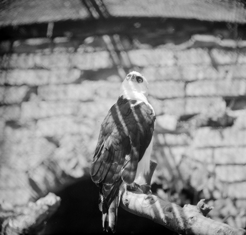 Witbuikhavikarend (roofvogel), Bestanddeelnr 913-9489