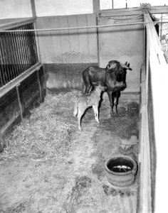 Witstaartgnoe in Artis geboren, Bestanddeelnr 910-5660