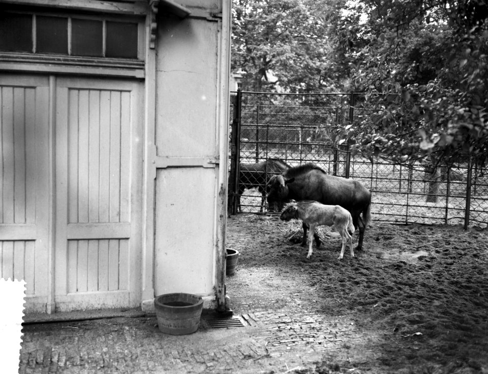 Witstaartgnoe in Artis geboren, Bestanddeelnr 910-5658