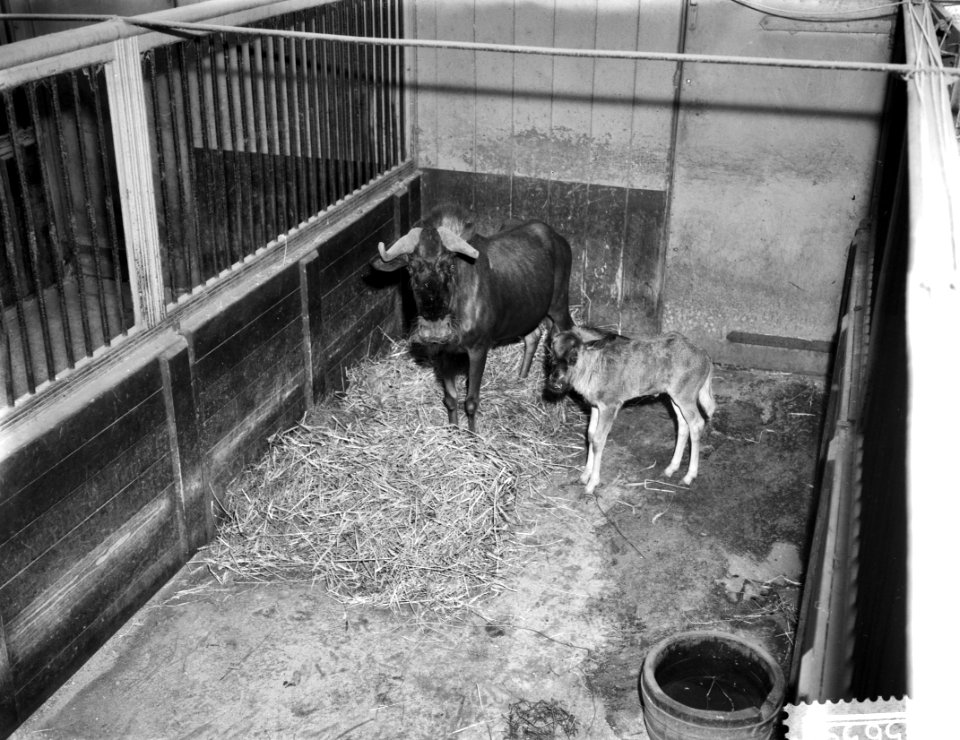 Witstaartgnoe in Artis geboren, Bestanddeelnr 910-5659