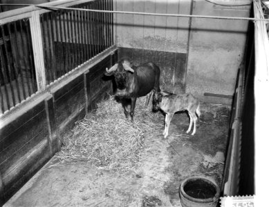Witstaartgnoe in Artis geboren, Bestanddeelnr 910-5659