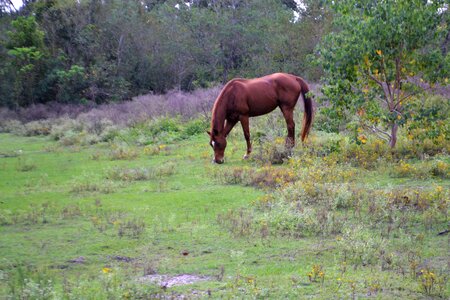 Wild wilderness horse photo