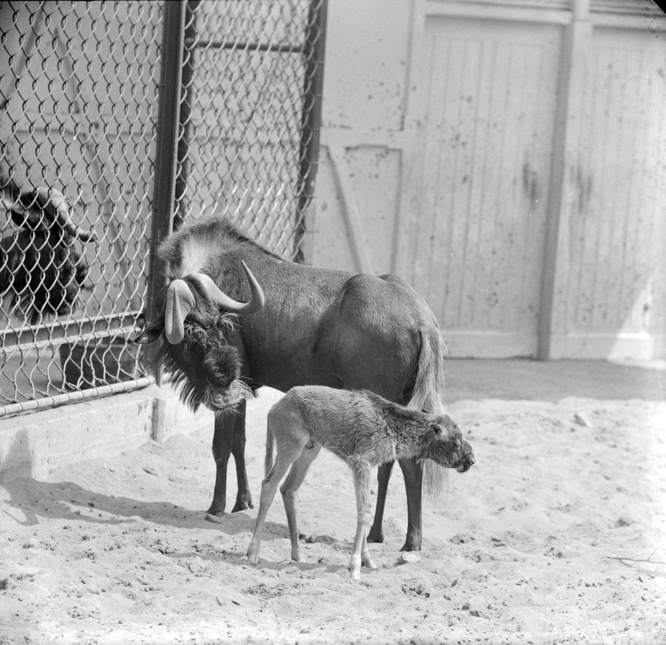 Witstaartgnoe of zwart wildebeest geboren in Artis, Bestanddeelnr 914-1204