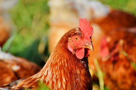Free range livestock farm