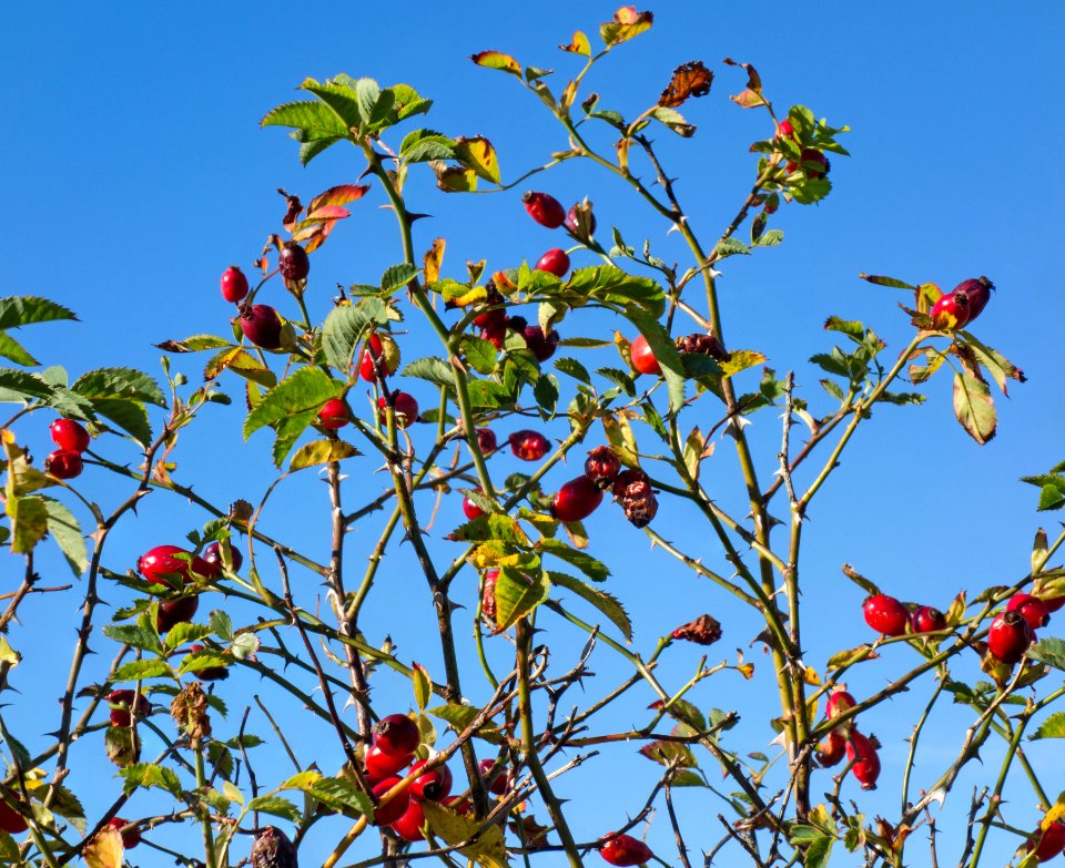 Withered rose hips in autumn
