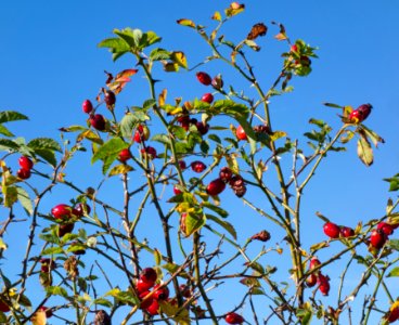 Withered rose hips in autumn photo