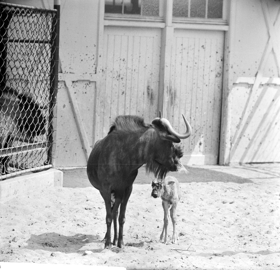 Witstaartgnoe of zwart wildebeest geboren in Artis, Bestanddeelnr 914-1205