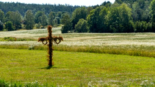 Withered Midsummer pole on Röe gård 2