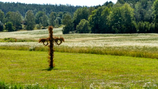 Withered Midsummer pole on Röe gård 2 photo