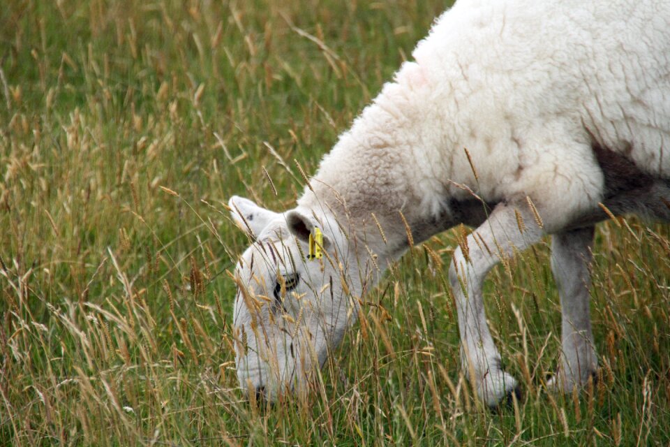 Rural pasture animal
