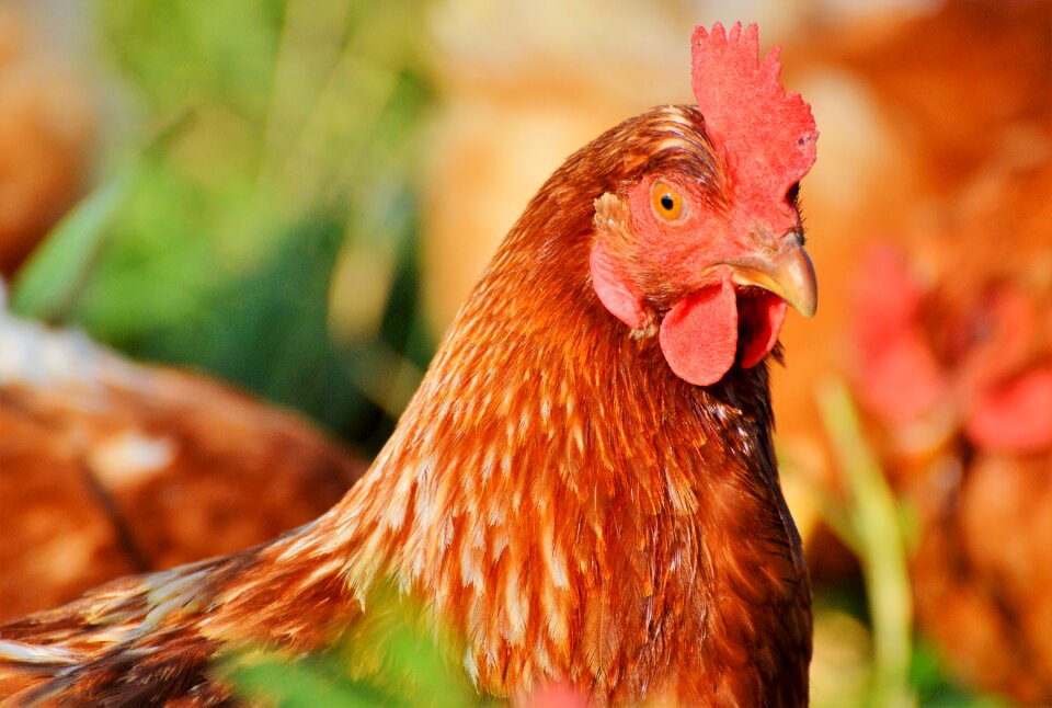Free range livestock farm