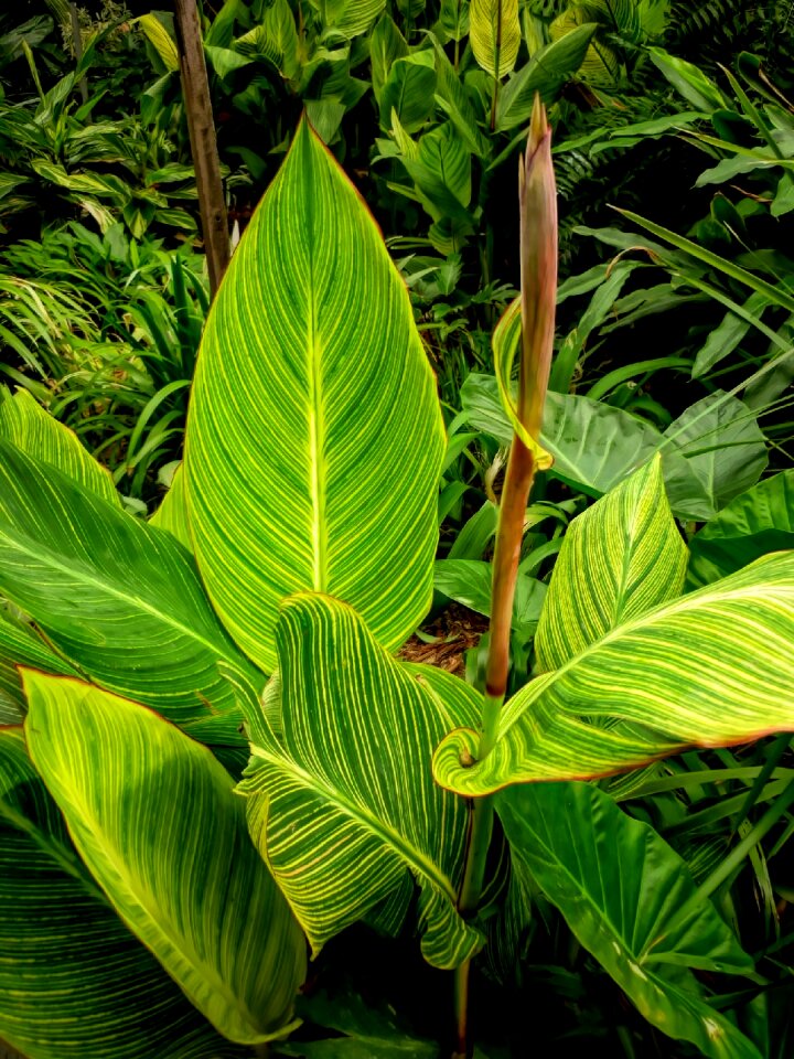 Growth garden green growth