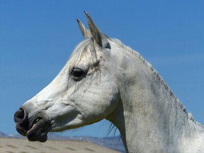 Careful animal equine