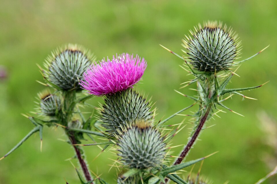 Symbol icon plant